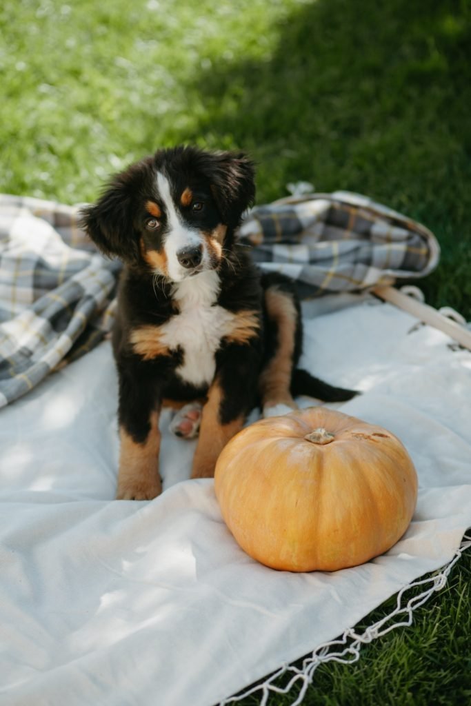 Can Probiotics And Pumpkin Help With My Dog's Acid Reflux?