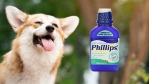 Can You Give Dogs Milk of Magnesia