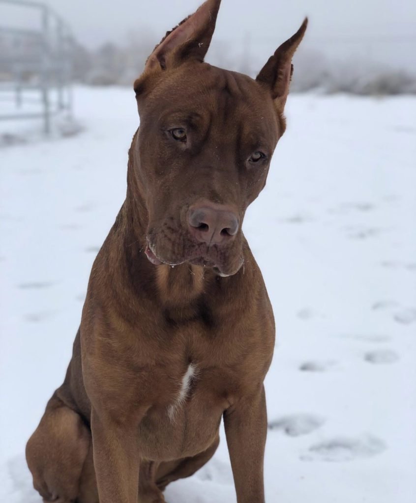 Doberman Mastiff Mix mn