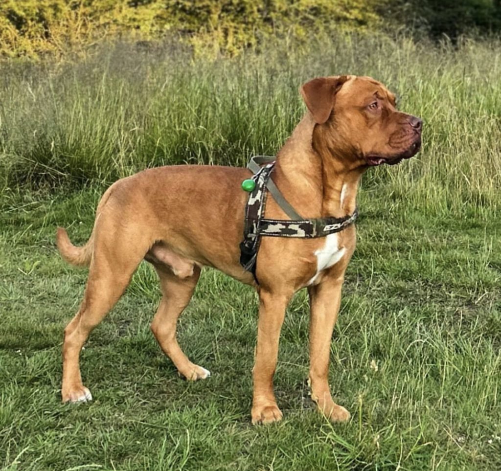 Doberman Mastiff Mix