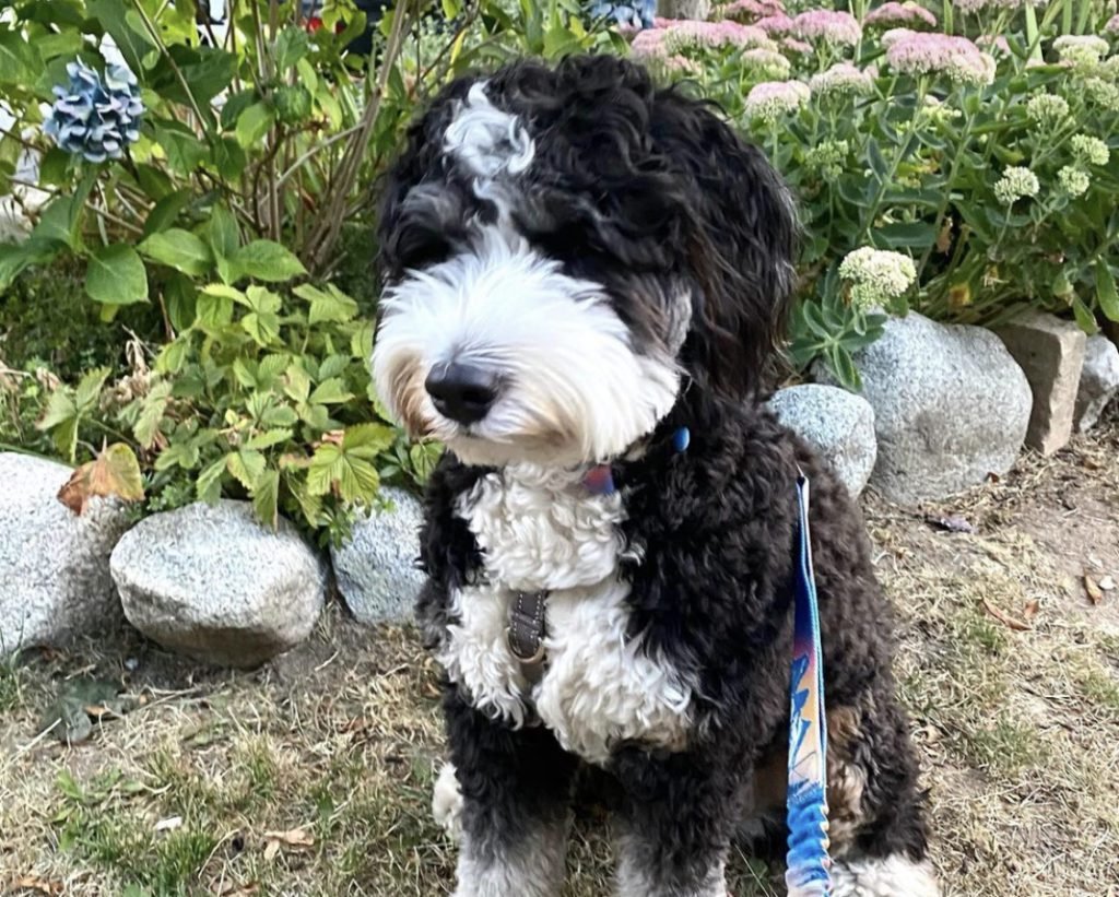 Full Grown Mini Bernedoodle 1