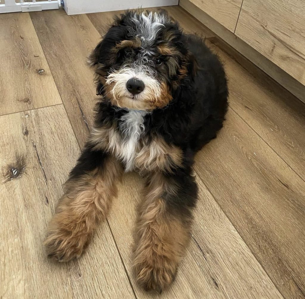 Full Grown Mini Bernedoodle b