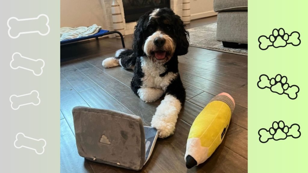 Full Grown Mini Bernedoodle b