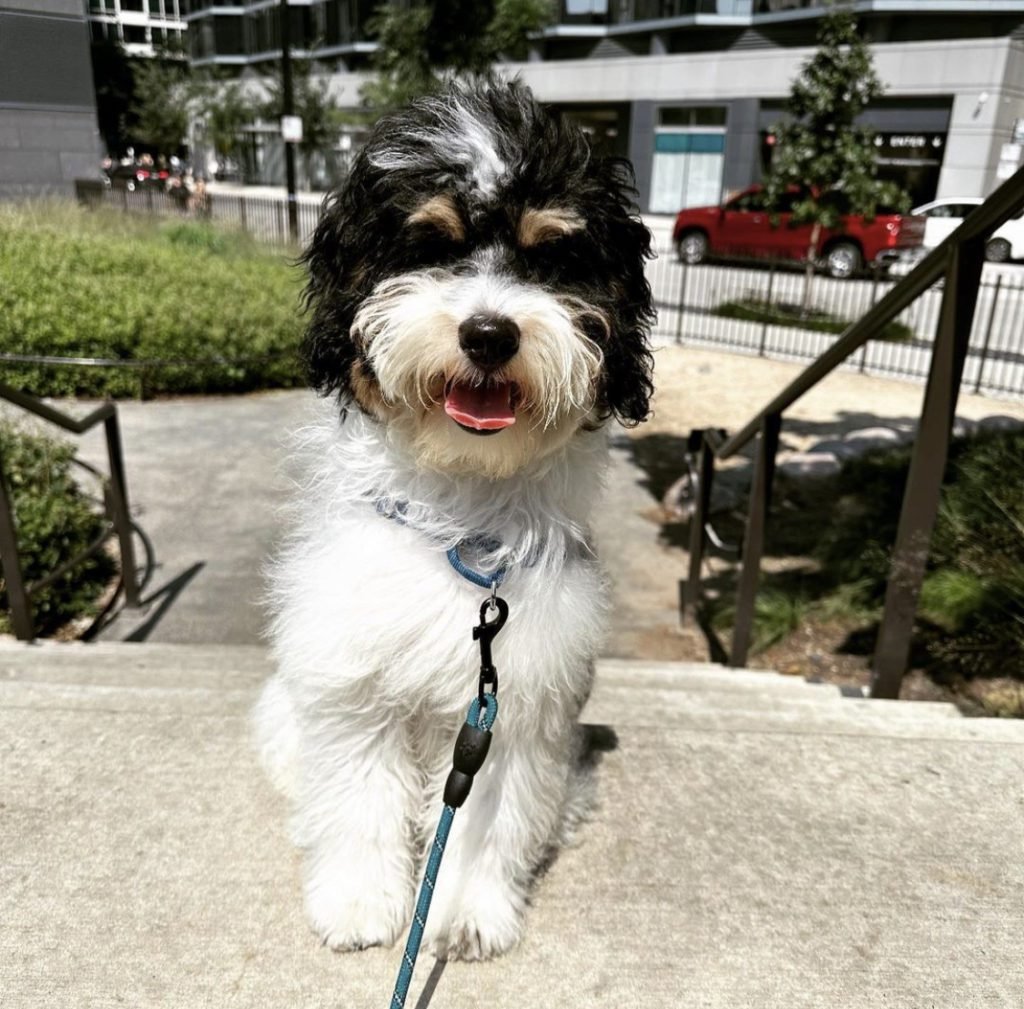 Full Grown Mini Bernedoodle 1