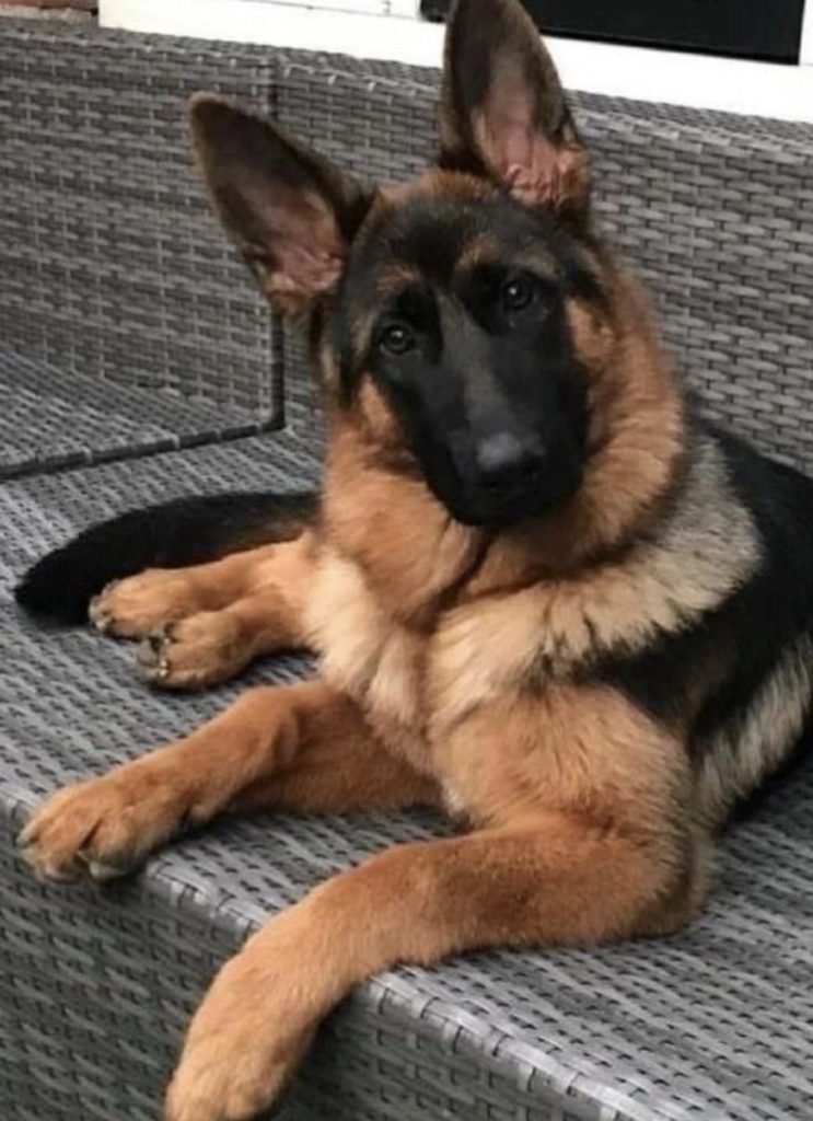 German Shepherd