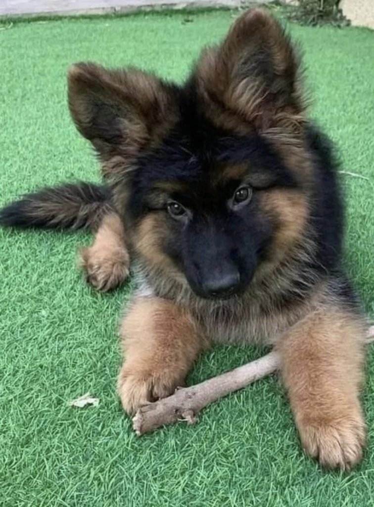 German Shepherd