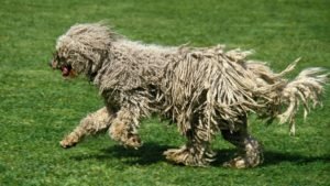 Remarkable Tips for Grooming a Komondor