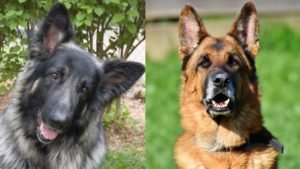 In the world of iconic dogs, Shiloh Shepherd vs. German Shepherd creates a compelling contrast. Know their history, traits, and more