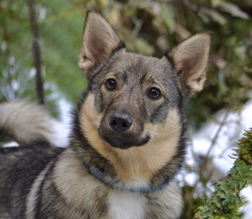 10 Key Factors Influencing the Swedish Vallhund Price