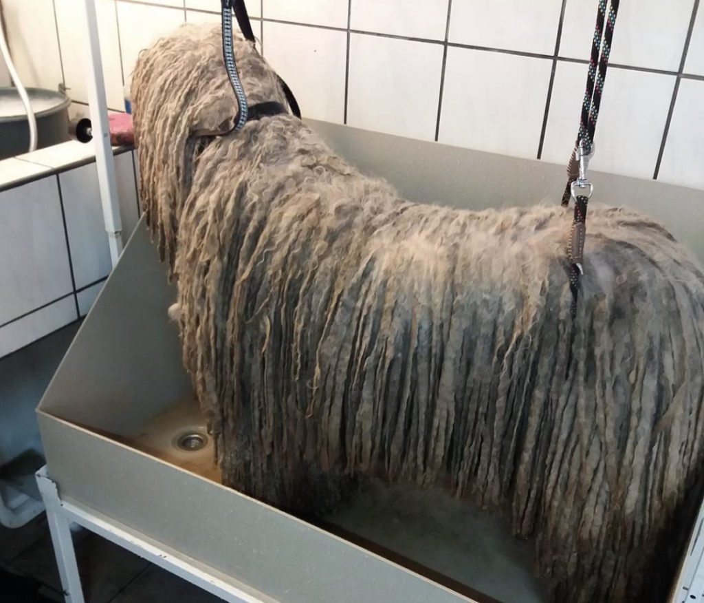 Tips for Grooming a Komondor 1