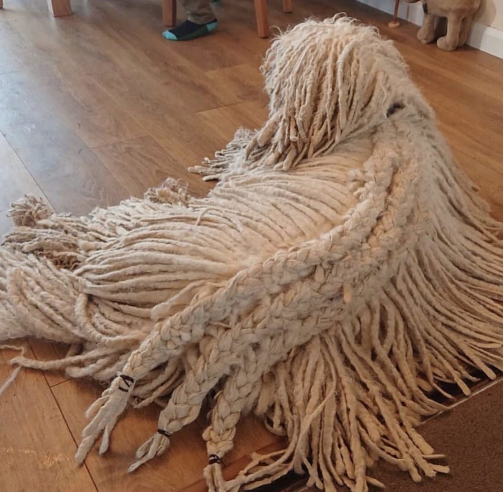 Tips for Grooming a Komondor 3