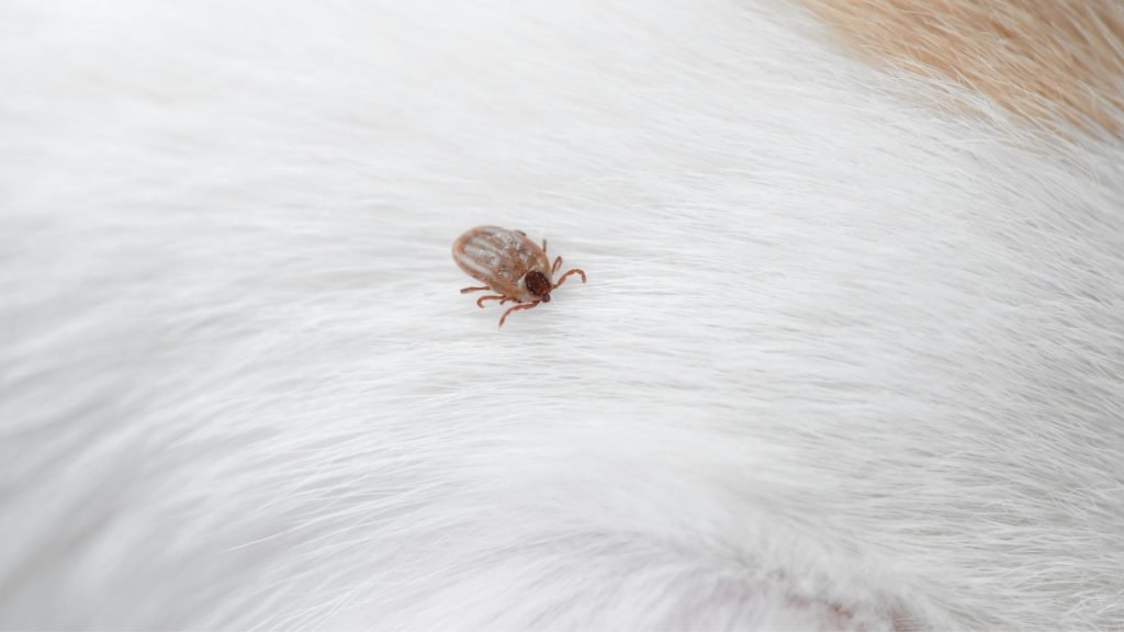 What to Do After Removing Tick from Dog