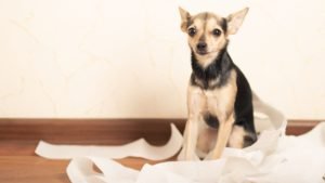 What to Do If Your Dog Can't Poop th