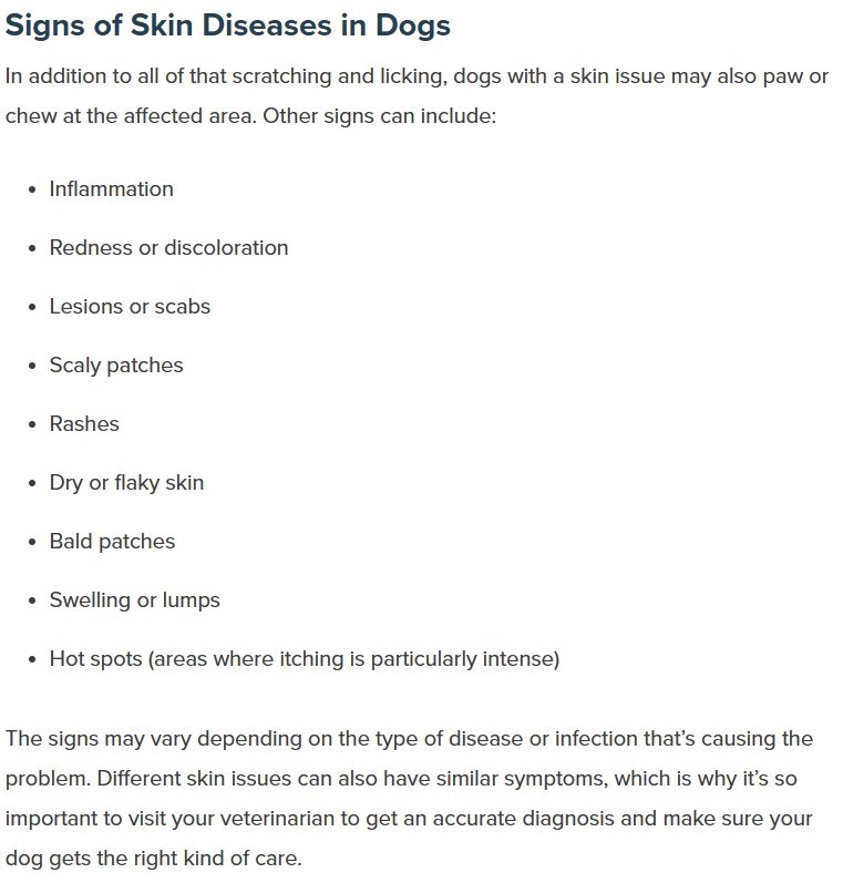 What to Put on a Dog Sore Signs of Skin Diseases