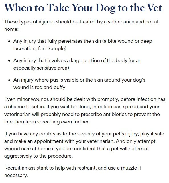 What to Put on a Dog Sore