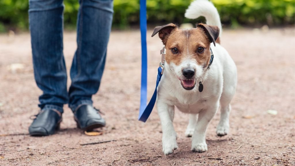 exercise dog can't poop