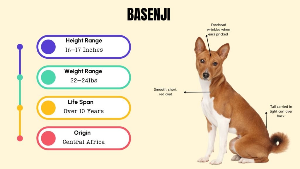 BASENJI info