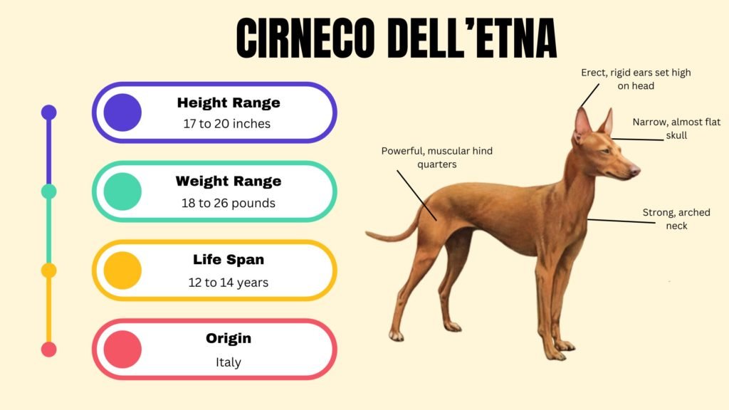 CIRNECO DELLETNA info