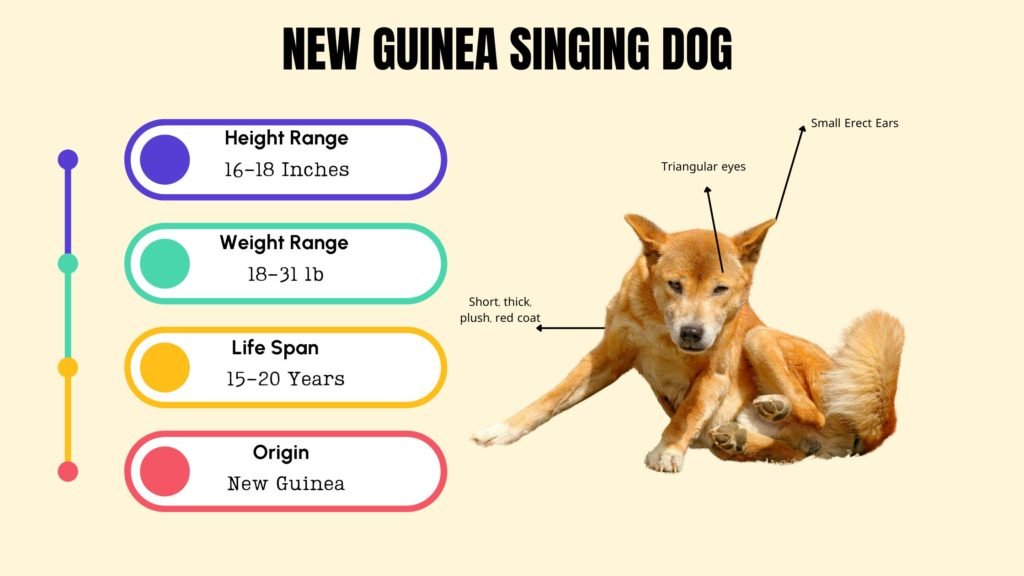 NEW GUINEA SINGING DOG info