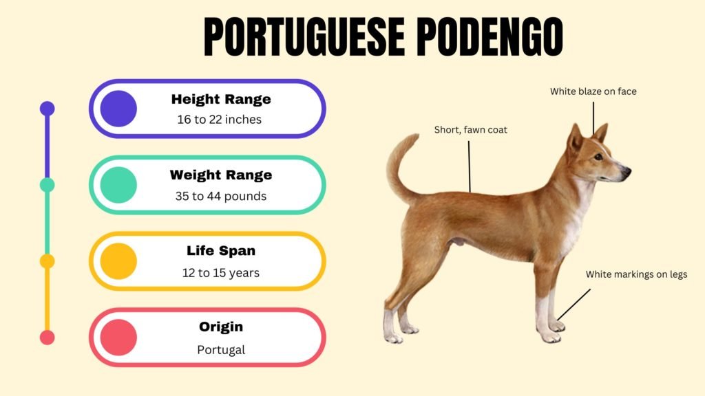 PORTUGUESE PODENGO info