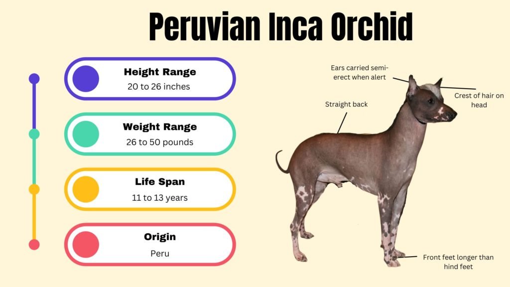 Peruvian Inca Orchid info