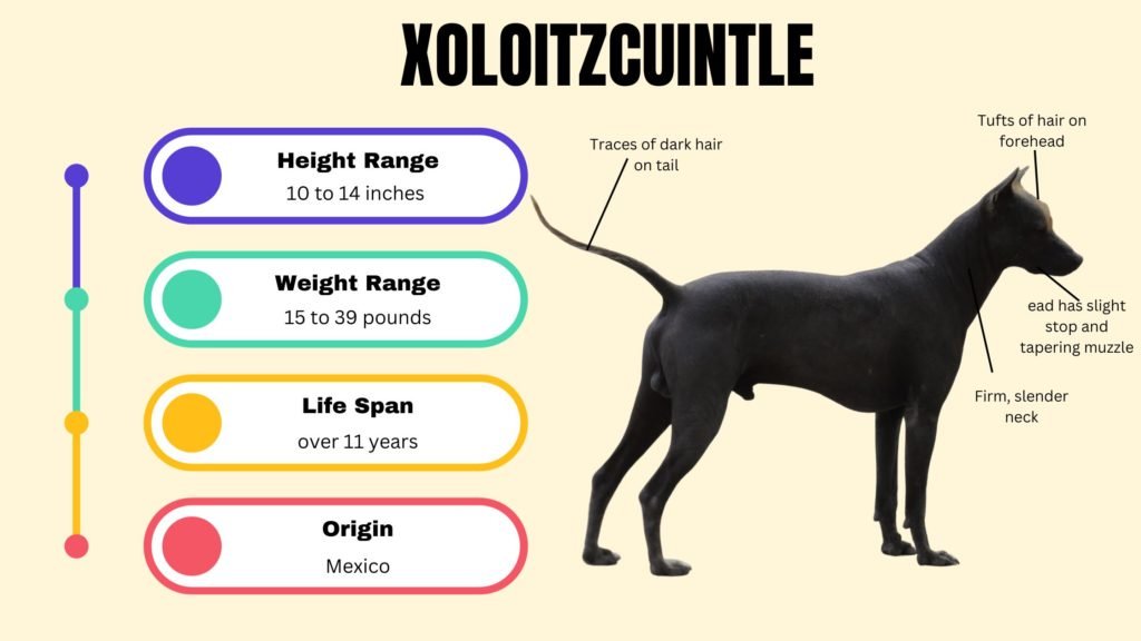 Xoloitzcuintle info