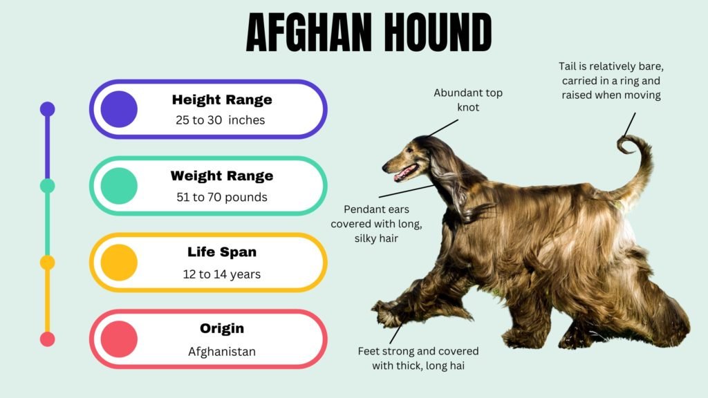 AFGHAN HOUND info