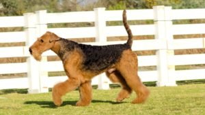 AIREDALE TERRIER