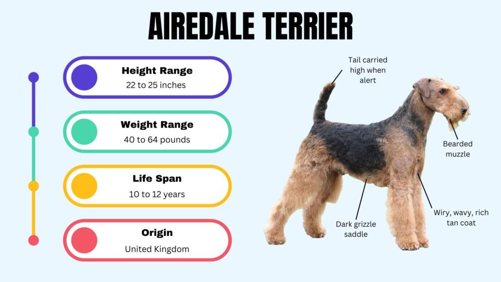 AIREDALE TERRIER