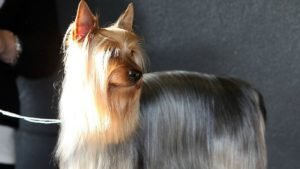 AUSTRALIAN SILKY TERRIER