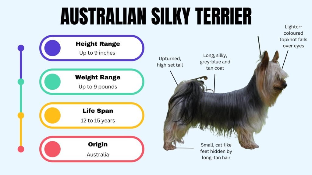 AUSTRALIAN SILKY TERRIER info