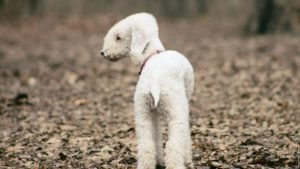 BEDLINGTON TERRIER v