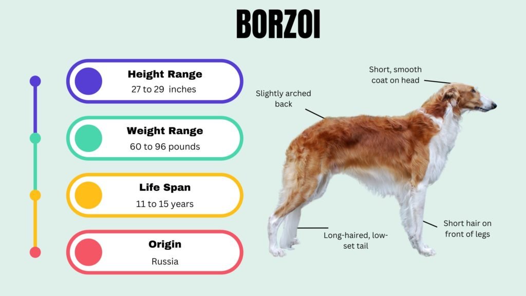 BORZOI info