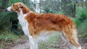 BORZOI