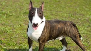 BULL TERRIER v