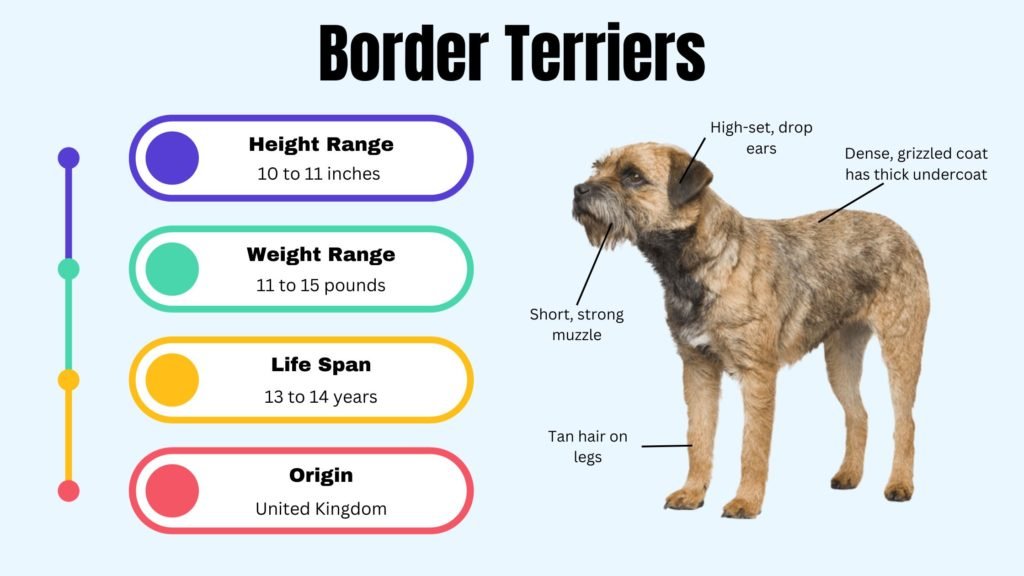 Border Terrier info