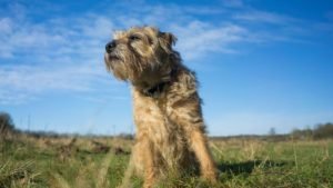 Border Terrier v