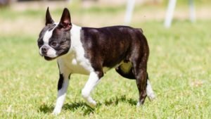 Boston Terrier v