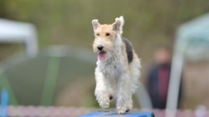 FOX TERRIER v