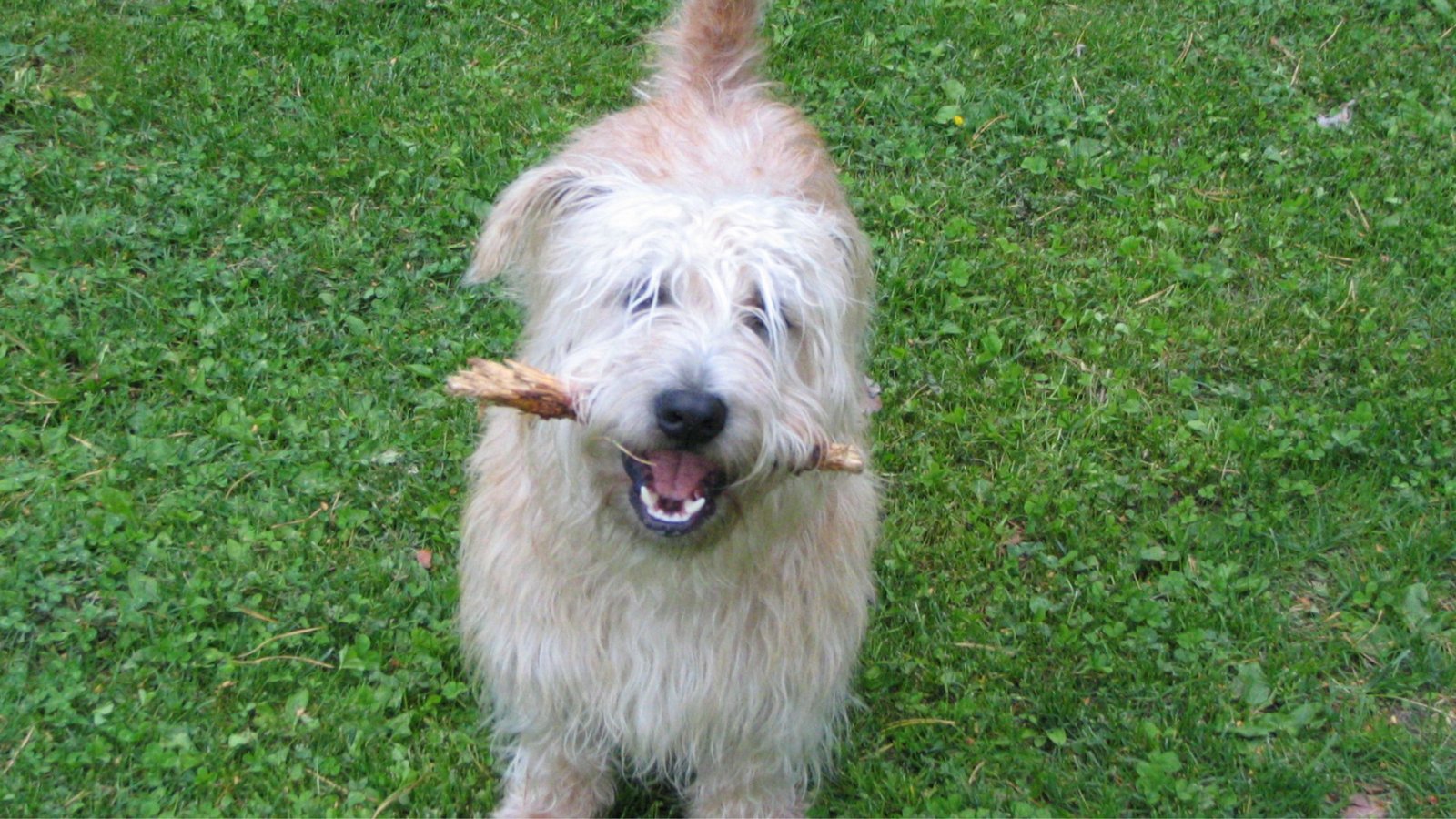 Glen of Imaal Terrier: A Tail of Tenacity and Love