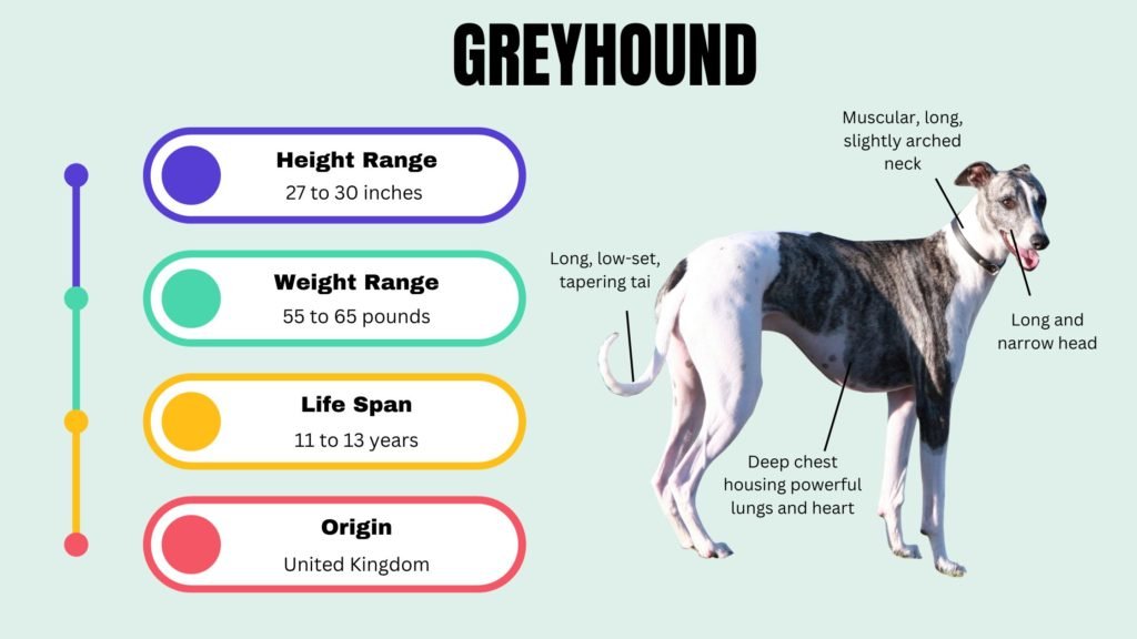 Greyhound info