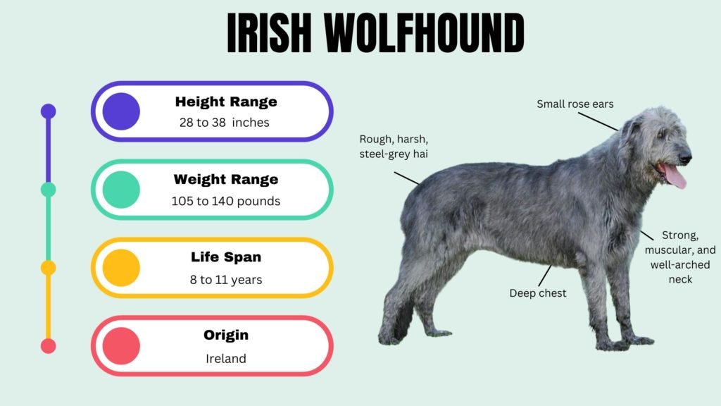 IRISH WOLFHOUND info