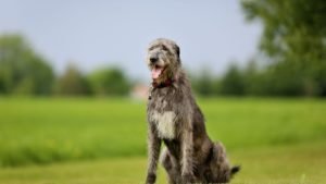 IRISH WOLFHOUND