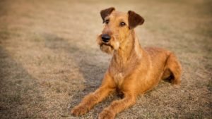 Irish Terrier v