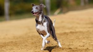 Italian Greyhound