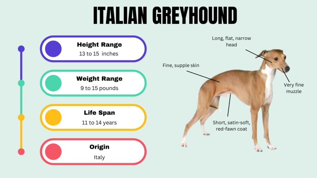 Italian Greyhound info