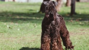 KERRY BLUE TERRIER