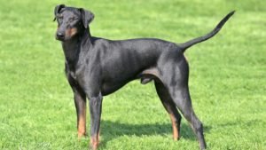 MANCHESTER TERRIER v