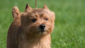 Norwich Terrier v