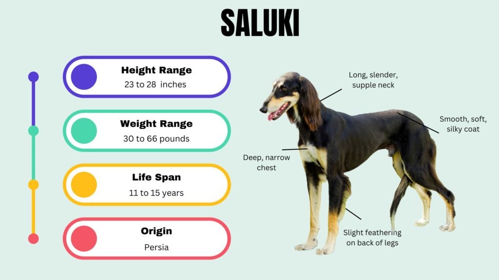 SALUKI